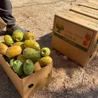 برشومي شفوي من الشفا