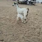 عنز مرخاء تحتها جفره