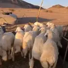 رخال مقنوي مراح نظيف العدد12 الموقع الحناكيه تم البيع