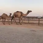 عشرا صفرا تحتها بكره