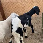 طلي مهجن البيع