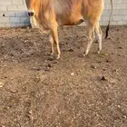 ثور للبيع