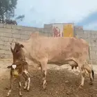 ماشاءالله نعرض لكم بقره فاخر من الآخر على السوم تحتها حسيله