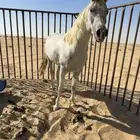 خيل