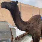 قعود لباني لحم وشحم