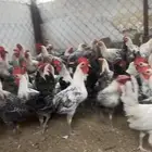ديكه في ومي