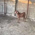 تيس فحل للبيع