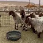 للبيع غنم نعيم