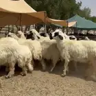 غنم عرب بيض مكحله طيبه للبيع