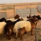للبيع نعيم يوجد تفريد ذبائح