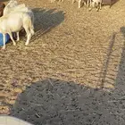 مراح عدد 34 ضان حريات في املج