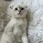قط سكوتش فولد عمر 5 شهور وربع