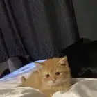 قطط