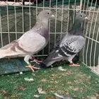 جوز زاجل سباق