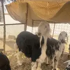 طلي كفو للبيع