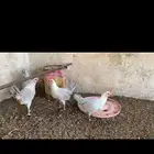 فراريج