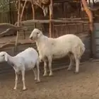 طلي صنف كفو ثني علا المسك