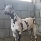 تيس عماني معرف صلالي