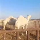 ناقه وبنتها ضرايب