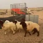 للبيع ذبائح مغلقة طبيات ثلاثه خروفين ورخل سته ورخلتين خمسه