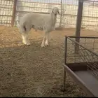 فحل حري صنف الصنف