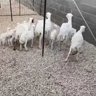 للبيع غنم رفيد خلفات