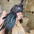 دجاج اذناب الهند للبيع طقم