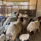 نعيم 8 معها 13