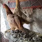 دجاج بلدي