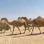ذود ابل شقح ككفو اشباب وطيبه للبيع
