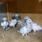 للبيع مجموعه حمام باكستاني قولدن وتيدي وكولادمبا