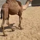 قعدان