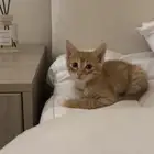 قط بلدي للتبني العمر 3 أسابيع داخل 4