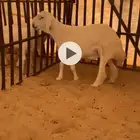 مشروع فحل كفو نادر حرش العمر قريب 5 شهور
