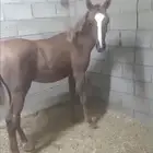 مهر شعبي