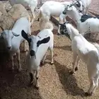تيوس خرفان للبيع