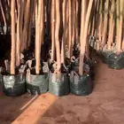 بوانسيانا Delonix regia واستركوليا Brachychiton acerifolius