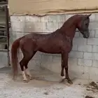 خيل