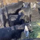 معزا بفحلهها