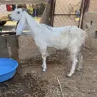 عنز سديس تحتها جفار