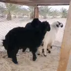 خرفان عرب اعمارها سبع شهور موقع اشرافي