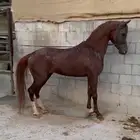 حصان