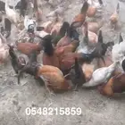 دجاج بلدي