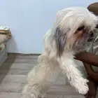 كلب اليف للبيع