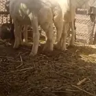 خرفان للبيع