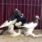 (( زوج نفاخ مسوبع بولده))