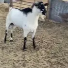 تيس بيشي تام شبب