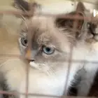 قطوتين هملايا جميلات