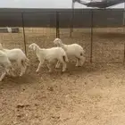 رخال للبيع وحريات فيها دافع