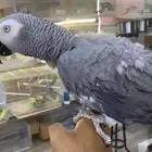 للبيع ببغاء كاسكو اليف جدا متكلم